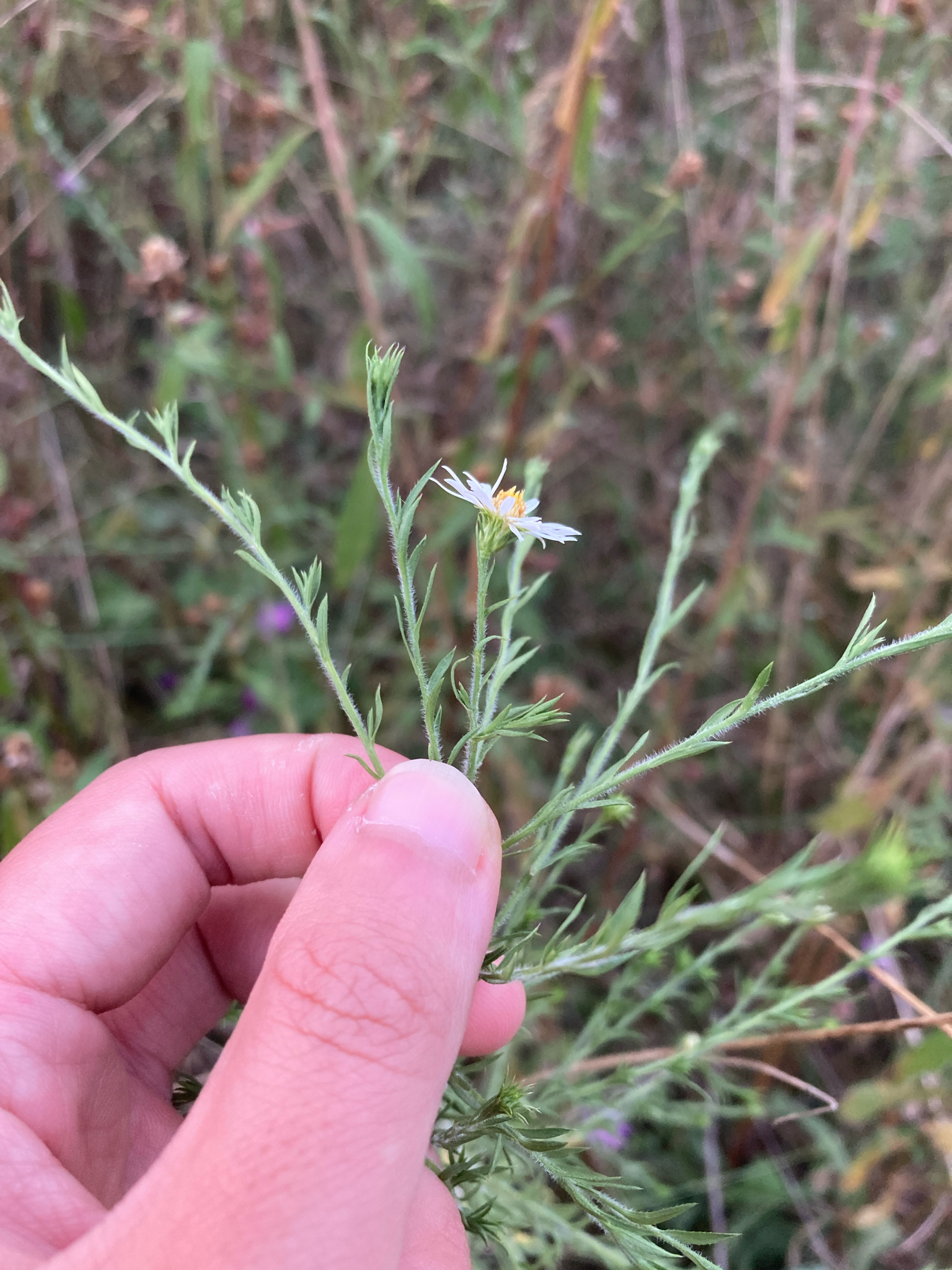 Hairy White Oldfield Aster (Symphyotrichum pilosum)