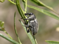 Heilipodus argentinicus