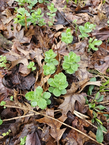 Orpine (Hylotelephium telephium)