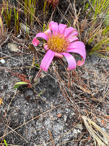 Paddle Fire-Aster (Mairia coriacea)