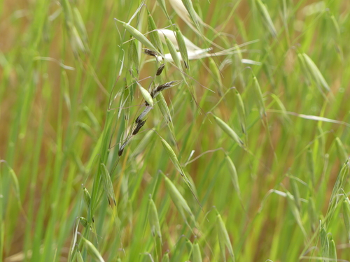 iNaturalist observation photo of semiloose smut of oats