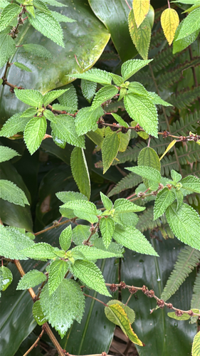 Phenax hirtus observed 2026-04-03