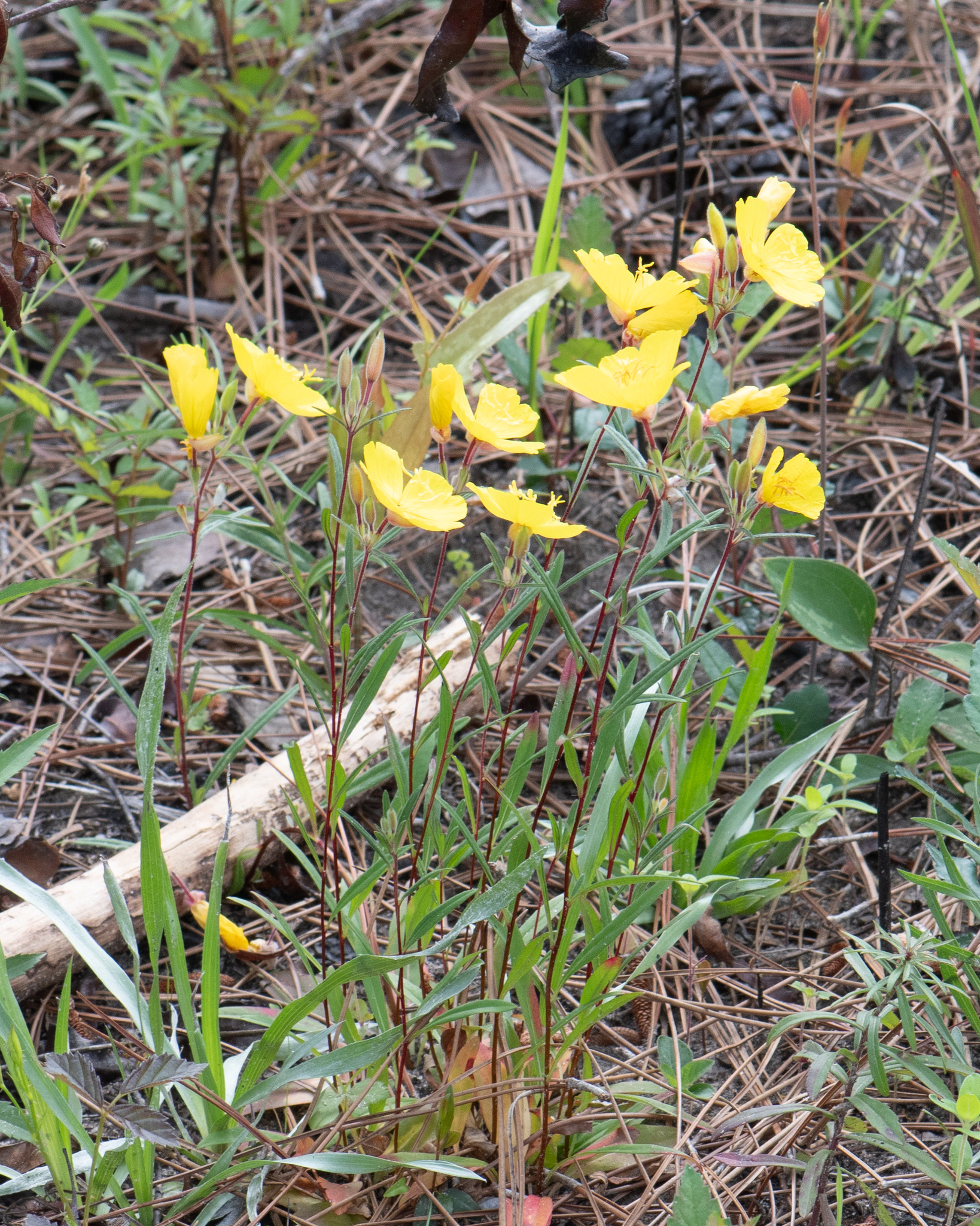 Narrow-leaved sundrops