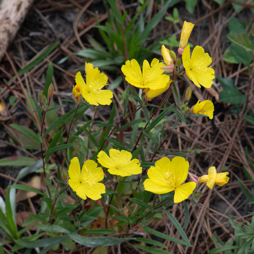 Narrowleaf Evening Primrose (Oenothera fruticosa)