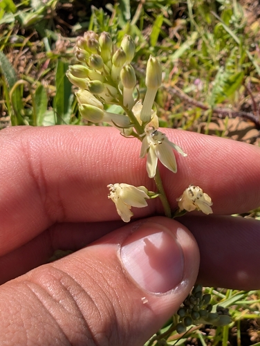 Hartweg's doll's-lily (Odontostomum hartwegii)