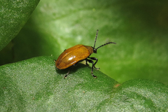 Plectonycha correntina