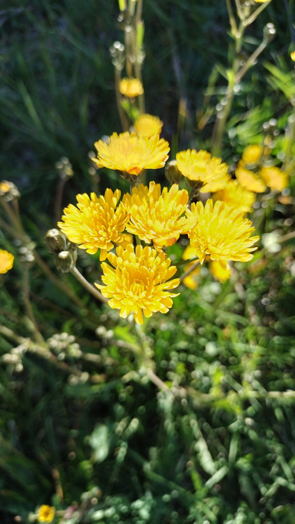 Beaked Hawksbeard (Crepis vesicaria)