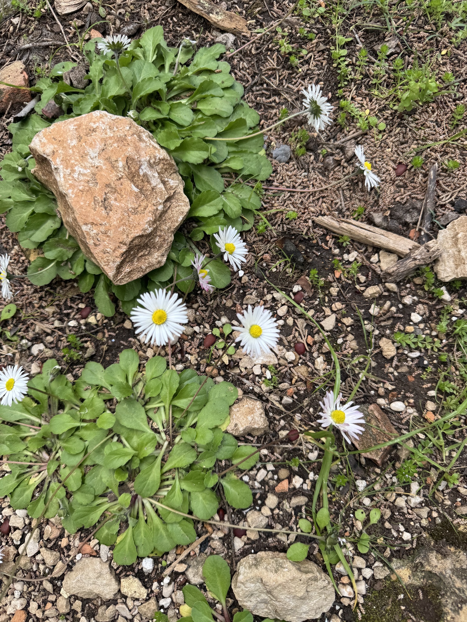 Daisi Meisi (Bellis sylvestris)