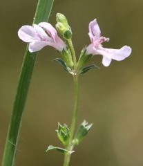 Stachys hyssopoides