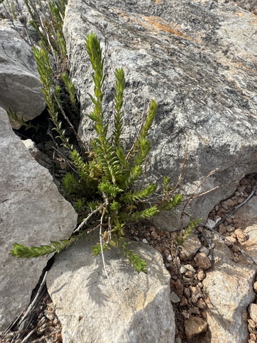 Julian Savory (Micromeria juliana)