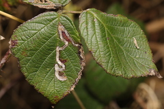 Stigmella aurella