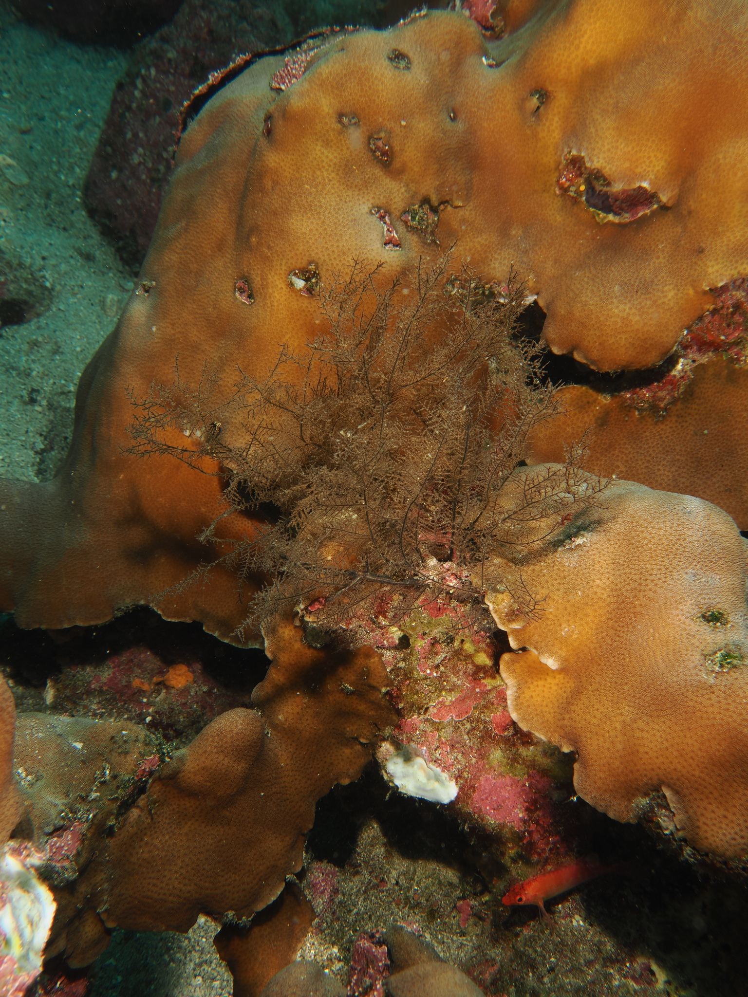 Myriopathes panamensis (Verrill, 1869)