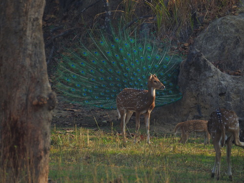 Axis deer