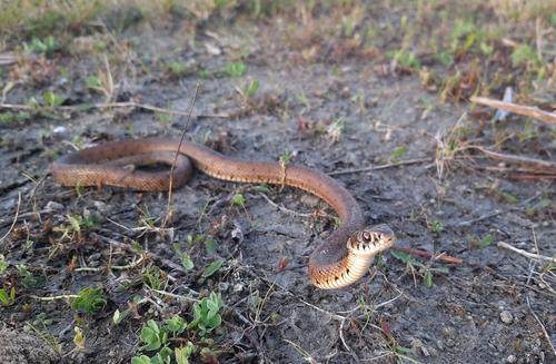 Iberian Grass Snake