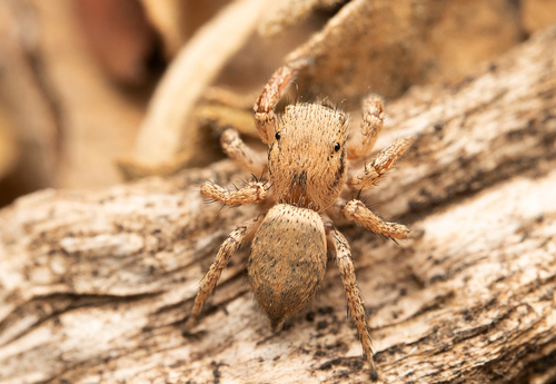 Habronattus divaricatus