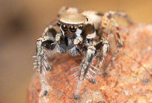 Habronattus divaricatus