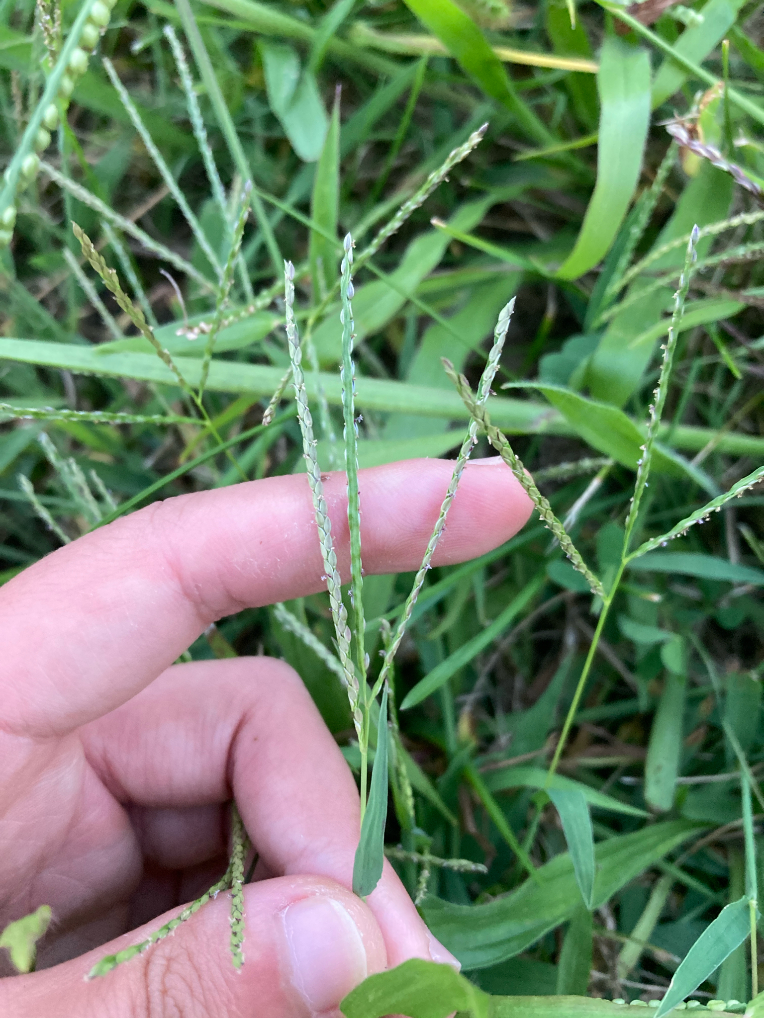 Smooth Crabgrass (Digitaria ischaemum)
