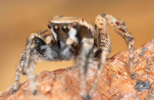 Habronattus divaricatus