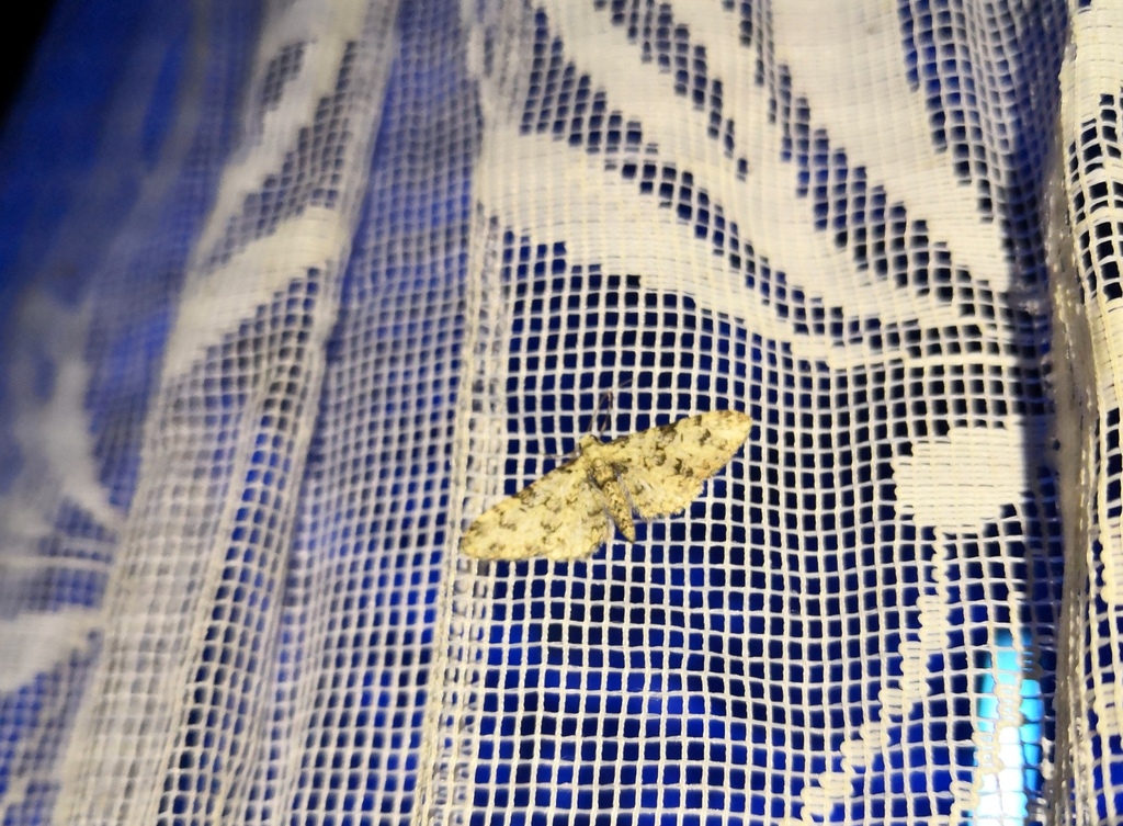 Eupithecia schuetzeata