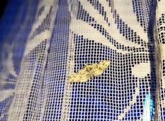 Eupithecia schuetzeata