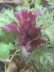 Pedicularis densiflora densiflora