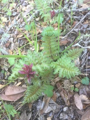 Pedicularis densiflora densiflora