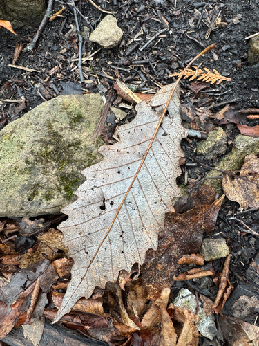 chinkapin oak (Quercus muehlenbergii)