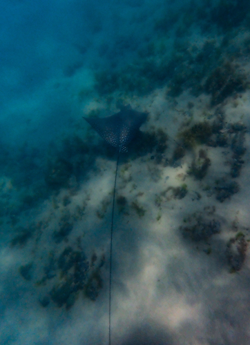 Aetobatus ocellatus