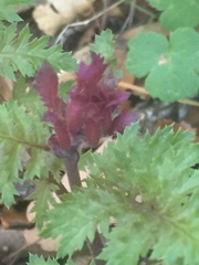 Pedicularis densiflora densiflora