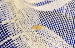 Idaea charitata