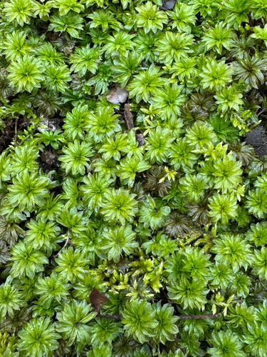 Ontario rhodobryum moss (Rhodobryum ontariense)