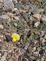 Acmispon neomexicanus