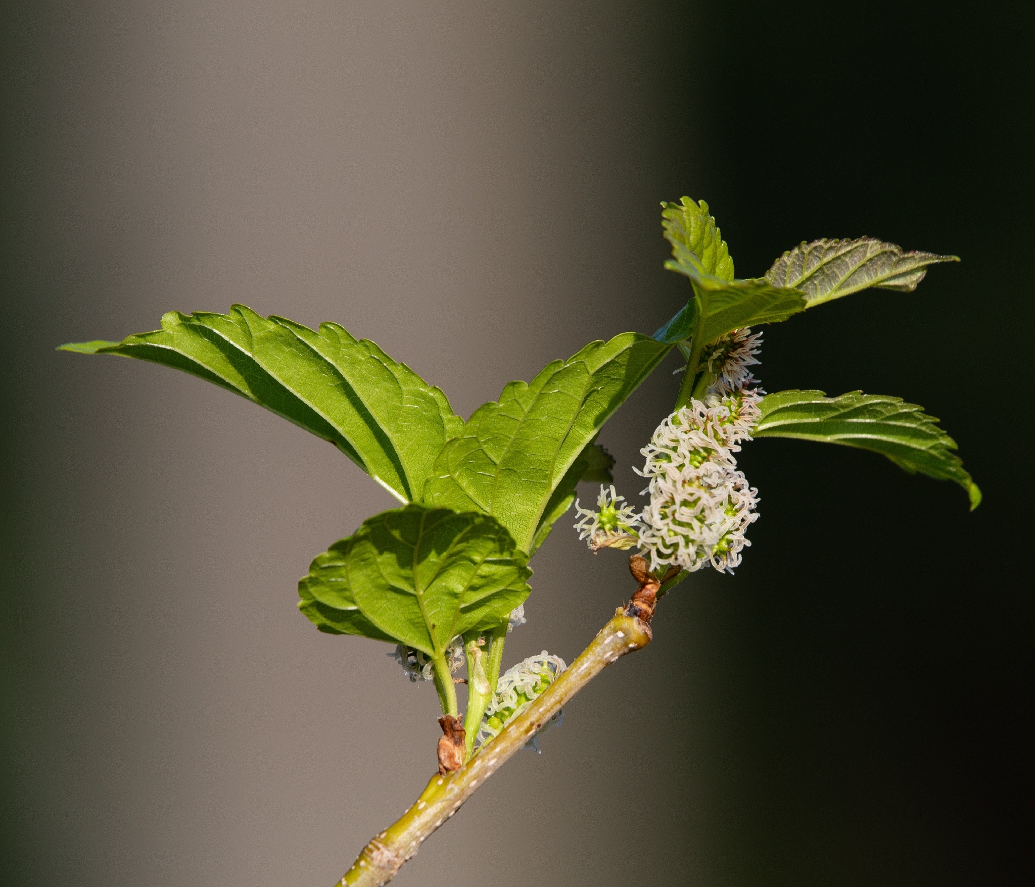 Morus nigra