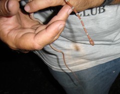 Imantodes gemmistratus