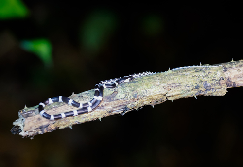 Blanford's Bridle Snake