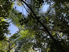 Assai Palm (Euterpe edulis)