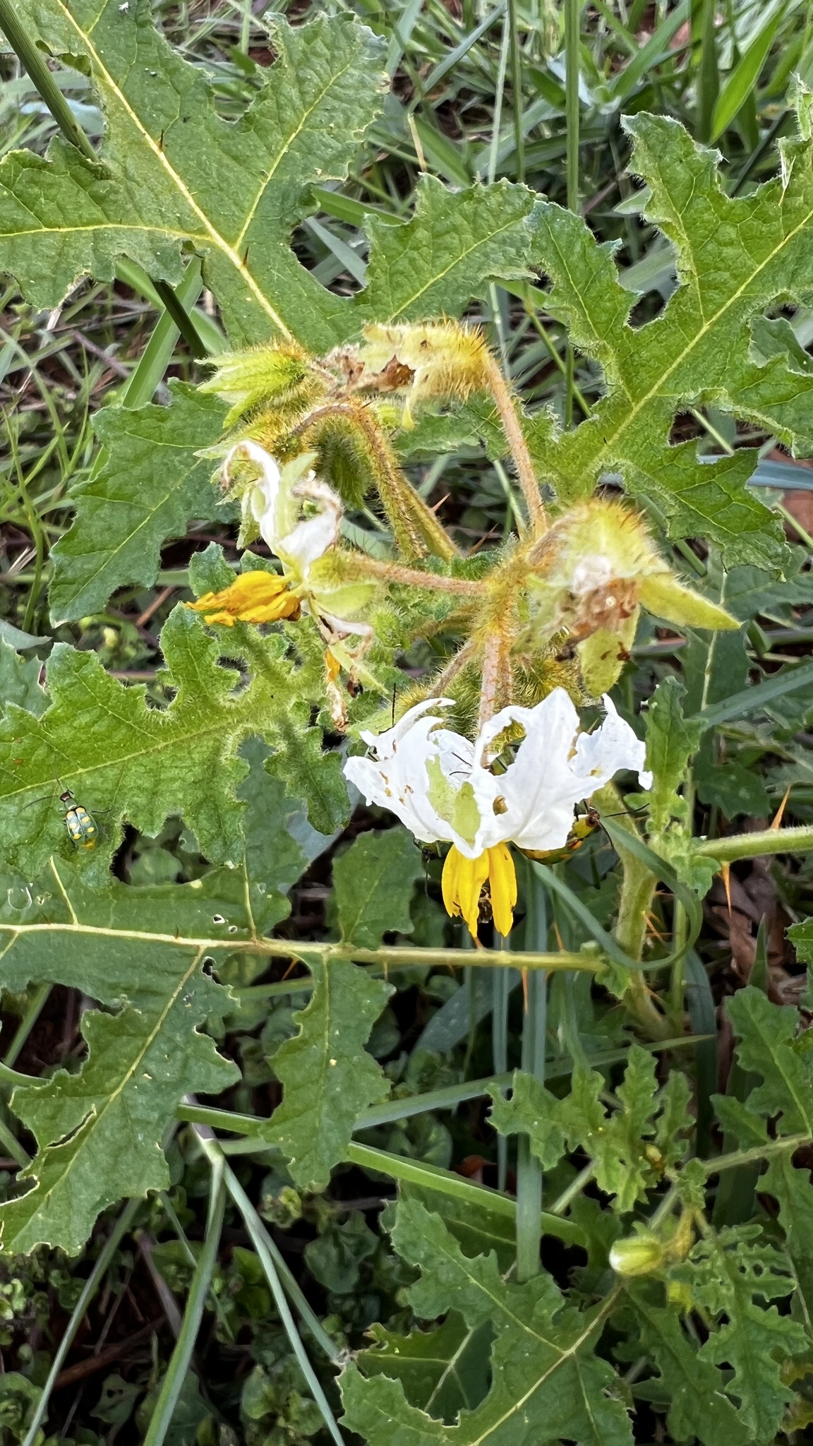Solanum sisymbriifolium