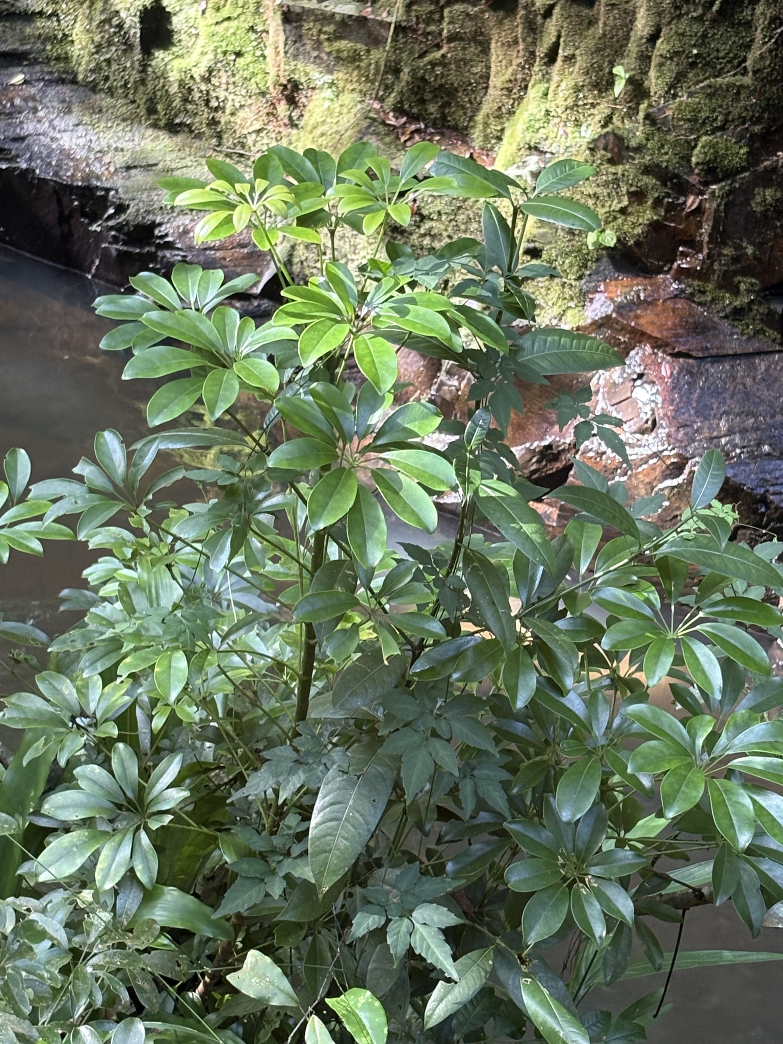 Dwarf Umbrella Tree (Heptapleurum arboricola)