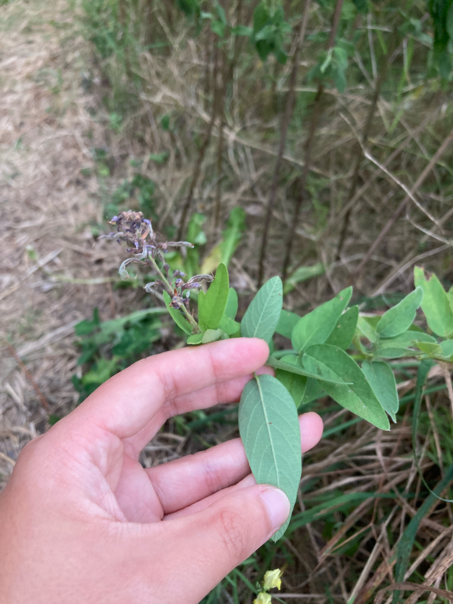Showy Tick-Trefoil (Desmodium canadense)