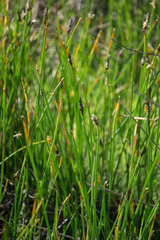 Eleocharis macrostachya