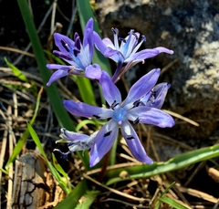 Hyacinthoides reverchonii