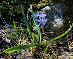 Hyacinthoides reverchonii, photograph (c) Juan García, some rights reserved (CC BY)