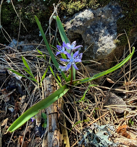 Hyacinthoides reverchonii, photograph 2