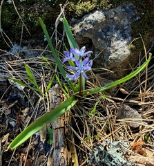 Hyacinthoides reverchonii, photograph (c) Juan García, some rights reserved (CC BY)