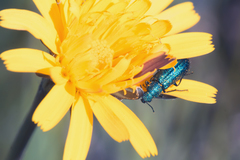 Psilothrix viridicoerulea