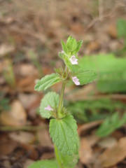 Stachys crenata