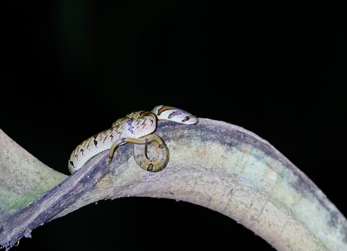 Small-banded Kukri Snake