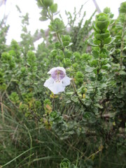 Prostanthera cuneata