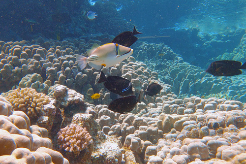 Arabian Picasso Triggerfish — seen at this dive site