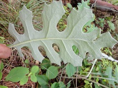 Psacalium paucicapitatum